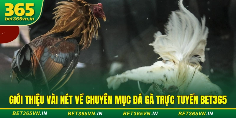 chuyên mục đá gà trực tuyến BET365